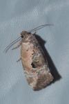 Elaphria venustula