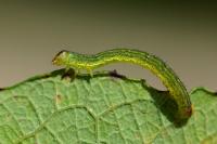 Lomaspilis marginata