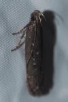 Neofaculta ericetella