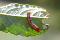 Notodonta ziczac