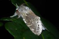 Stauropus fagi