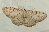 Aethalura punctulata