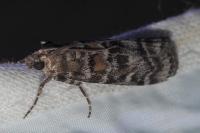 Dioryctria sylvestrella