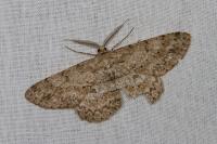Hypomecis punctinalis