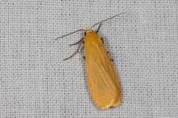 Wittia sororcula