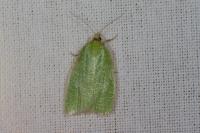 Tortrix viridana