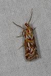Acrobasis porphyrella