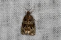 Celypha lacunana