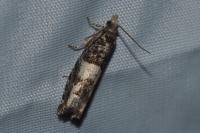 Epinotia demarniana