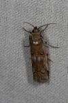 Pempelia palumbella