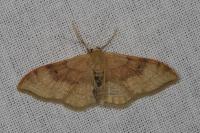 Idaea degeneraria