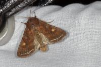 Lacanobia oleracea