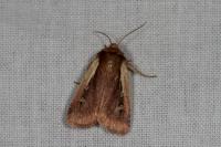 Ochropleura plecta