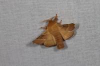 Malacosoma neustria