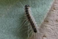 Thaumetopoea processionea