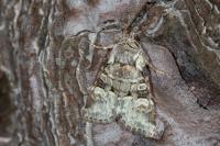 Brachylomia viminalis