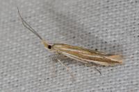 Coleophora pyrrhulipennella