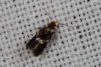 Ectoedemia heringi/subbimaculella