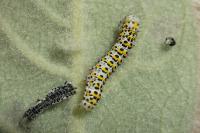 Cucullia verbasci