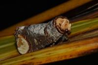 Phalera bucephala