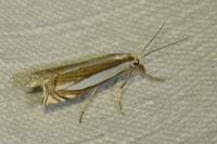 Crambus pascuella