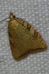 Aleimma loeflingiana