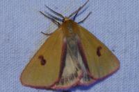 Diacrisia sannio