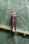 Stigmella