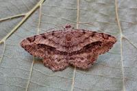 Chiasmia aestimaria