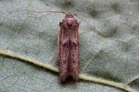 Blastobasis phycidella
