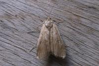 Parapoynx stratiotata