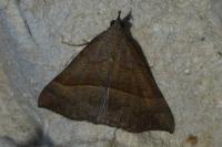 Hypena proboscidalis