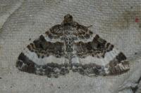 Epirrhoe alternata