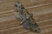Eupithecia pulchellata