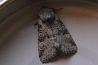 Brachylomia viminalis