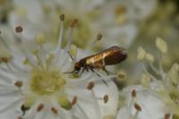 Micropterix aruncella