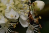 Micropterix aruncella