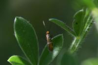Micropterix aruncella