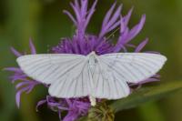 Siona lineata