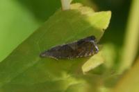 Dichrorampha
