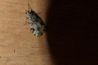Eudonia delunella