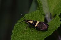 Dasycera oliviella