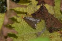 Eurodachtha pallicornella