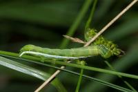 Orthosia gothica
