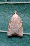 Aleimma loeflingiana