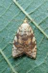 Aleimma loeflingiana