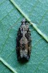 Zeiraphera isertana