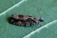 Zeiraphera isertana