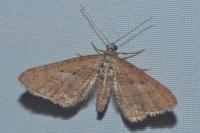 Eupithecia scopariata