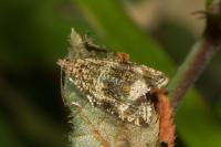 Celypha lacunana